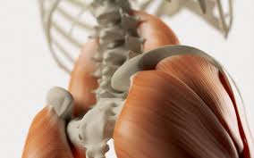 Omurga Sağlığı ve Kas-İskelet Sistemi